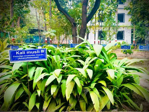 Medicinal Garden - Image 4