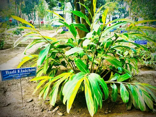 Medicinal Garden - Image 5